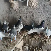 شهری بهبهانی|پرنده|شیراز, شهرک رضوان|دیوار