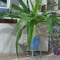 فروش گل در کلاته عرب|گل و گیاه طبیعی|عطاملک, |دیوار