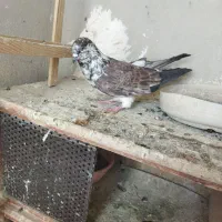کبوتر قاره نر غریب گیری