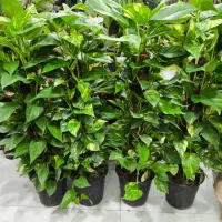 پتوس خز دار برگ پهن|گل و گیاه طبیعی|بندرعباس, |دیوار