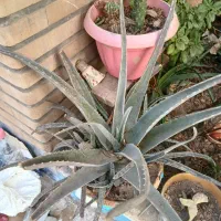 گلها|گل و گیاه طبیعی|قم, عمار یاسر|دیوار