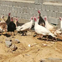 بوقلمون محلی اصل درزرقان،فارس