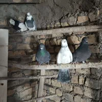 کفتر تهرانی پرشی|پرنده|پیشوا, |دیوار