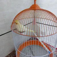 عروس هلندی همراه با قفس|پرنده|برازجان, |دیوار