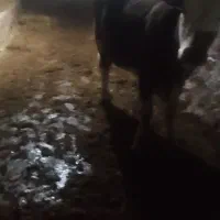 گوساله سیمینتال اصل جنس|حیوانات مزرعه|مهاجران, |دیوار