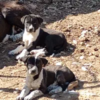 توله سگ آلابای وقدرجونی سرابی نگهبان اصیل