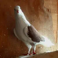 طوقی پشدار|پرنده|اردبیل, |دیوار