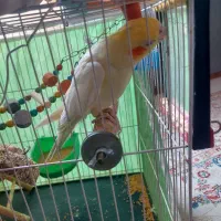 عروس هلندی با قفس و وسایلش