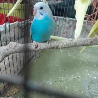 مرغ عشق دونه ای ۱۳۰|پرنده|قزوین, |دیوار