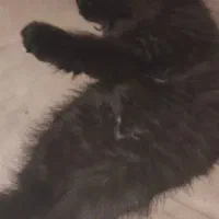 واگذاری گربه خانگی