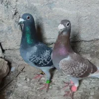 نرو ماده اتیغه