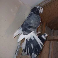 کبوتر هما سرور|پرنده|آفتاب, |دیوار