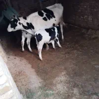 گاو|حیوانات مزرعه|خرمدشت, |دیوار