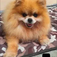 پامرانین جفت نر و ماده استثنایی