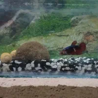 ماهی فایتر ماده|ماهی|رباط‌کریم, رباط‌کریم|دیوار