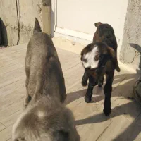 کهره شیری|حیوانات مزرعه|مرودشت, دولت آباد|دیوار