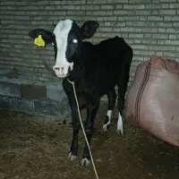 گاو با گوساله ماده آلمانی بزرگ شادگان