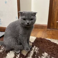واگذاری گربه اسکاتیش