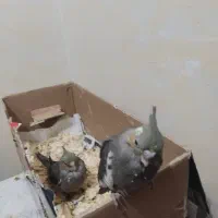 عروس هلندی جوجه