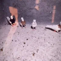 طوقی|پرنده|بهبهان, |دیوار