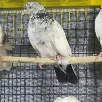 کبوتر معاوضه با جفت کن|پرنده|سرپل ذهاب, |دیوار