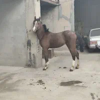 اسب نریان کورد۲۲ماه