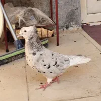 ماده کوهی دم سفید غول پیکر