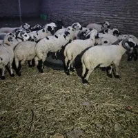 بره|حیوانات مزرعه|کرمان, |دیوار