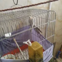 دوعدد عروس هلندی باقفس ۱تومن|پرنده|نسیم‌شهر, |دیوار