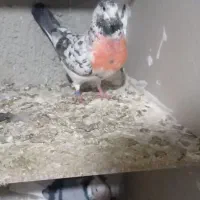 کبوتر فروشی