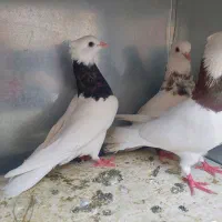 سلام خدمت همه عشق بازان سه تا طوقی زیبا وسالم|پرنده|کرمانشاه, |دیوار