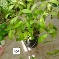 گل سروپژیا|گل و گیاه طبیعی|قروه, |دیوار