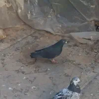 کبوتر تهرانی