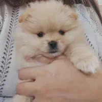 پامر خرسی ماده|سگ|بندرعباس, |دیوار