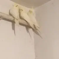 عروس هلندی مولد نر و ماده (سفید لوتینو)