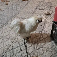 خروس|حیوانات مزرعه|الوند, |دیوار