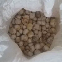 موسیر|گل و گیاه طبیعی|زنده رود, |دیوار