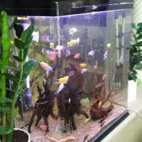 فروش فوری فوری آکواریوم دلسا|ماهی|شیراز, زرگری|دیوار