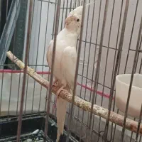 یک جفت عروس هلندی با یک جوجه