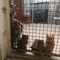 ۳بچه گربه جهت واگذاری ومعاوضه|گربه|همدان, |دیوار