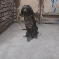 سگ شکاری معاوضه با کبوتر|سگ|گنبد کاووس, |دیوار