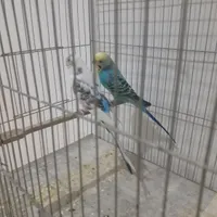 مرغ عشق رنگ خاص مولد