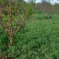 کارگر باغ وباغچه