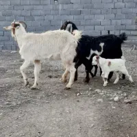 دو تا بز و بزغاله