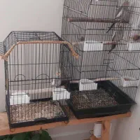 عروس هلندی