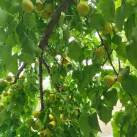 87متری-جلال-72