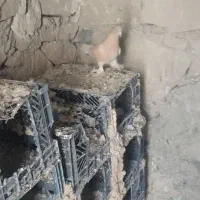 طوق الماسی با زرد کاکلی پاپر هر دو ماده|پرنده|دهدشت, |دیوار