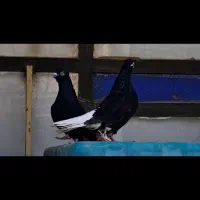 زاغ دم سفید|پرنده|بردسکن, |دیوار