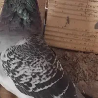 کبوتر حتما ببین