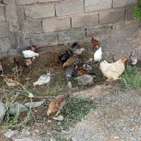 جوجه محلی
